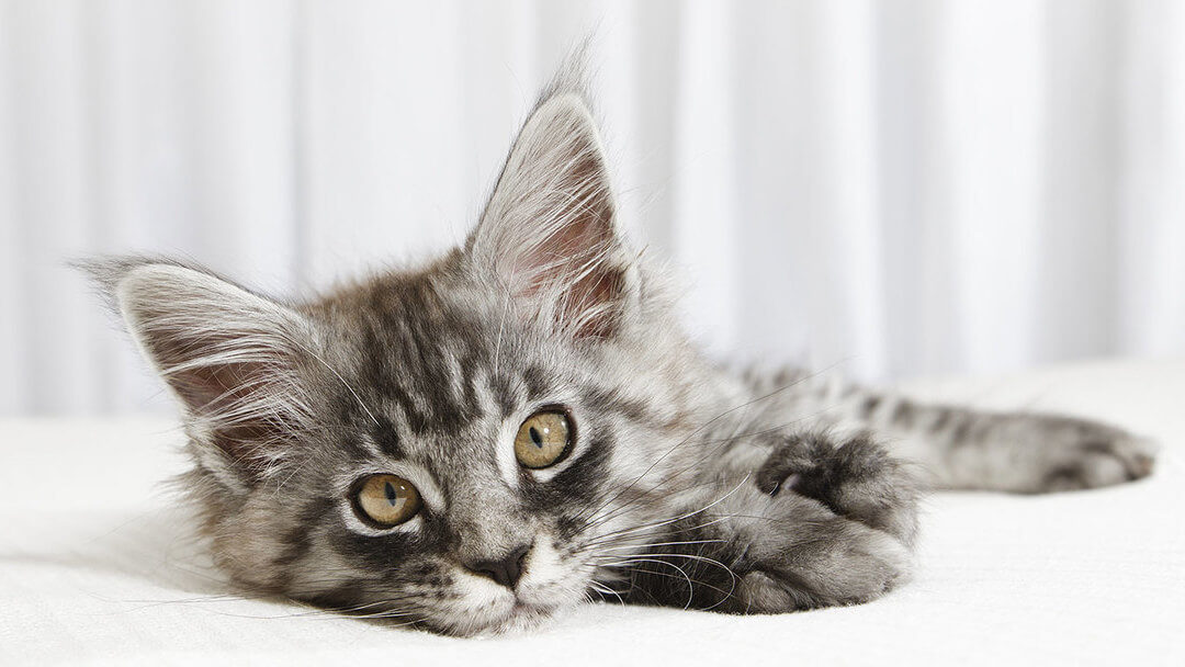 Que signifie la perte de poils chez le chat ? Purina